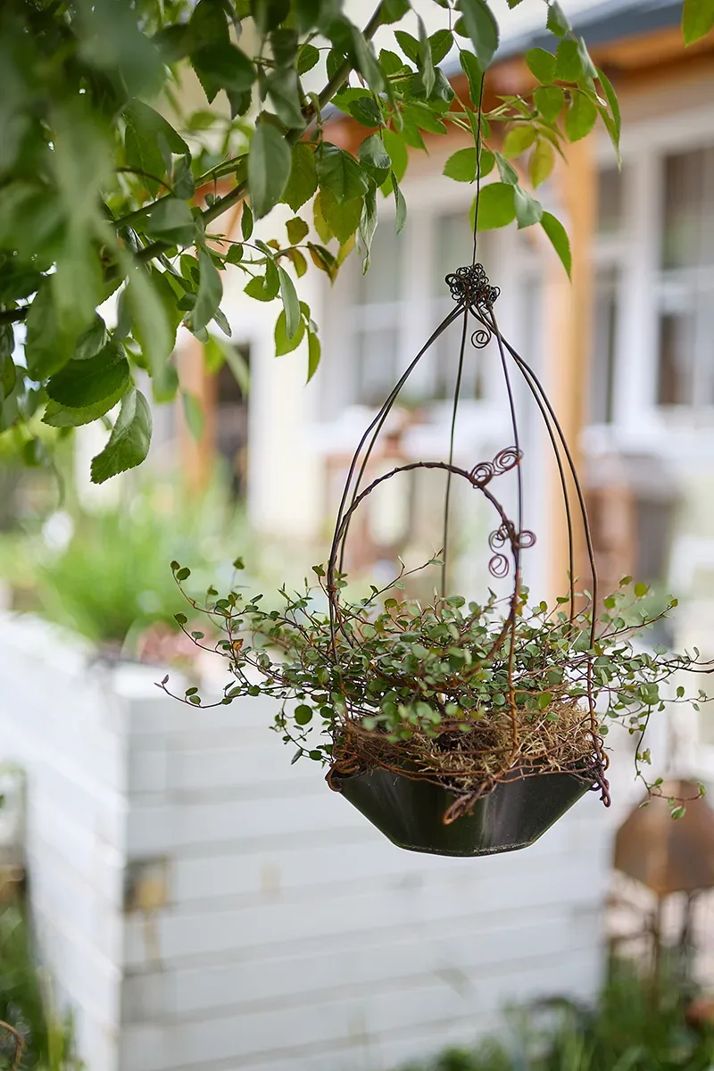Hängender Blumenkorb mit grünem Laub vor einem Haus im Garten.